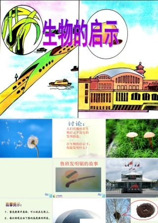 六年级科学上册 生物的启示课件2 青岛版-青岛版小学六年级上册自然科学课件