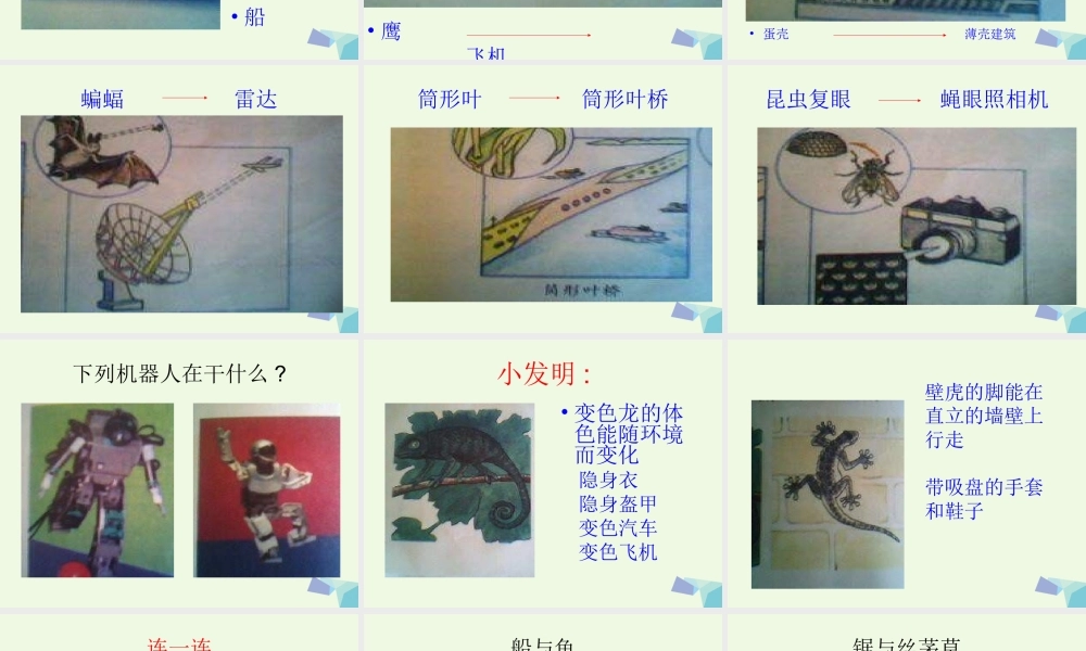 六年级科学上册 生物的启示课件3 青岛版-青岛版小学六年级上册自然科学课件