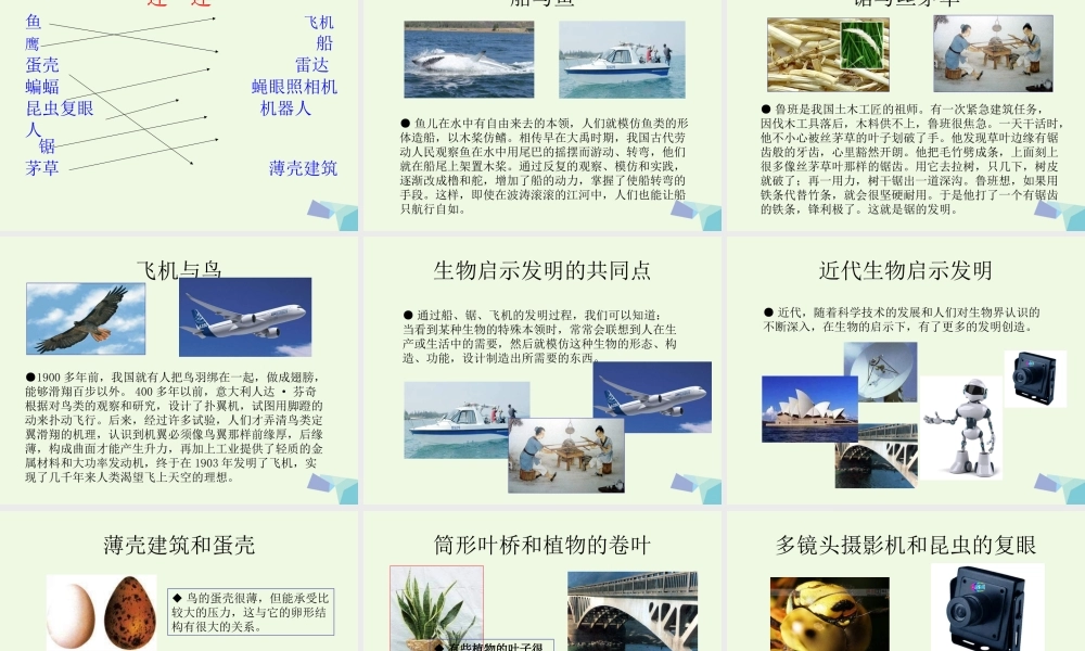 六年级科学上册 生物的启示课件3 青岛版-青岛版小学六年级上册自然科学课件