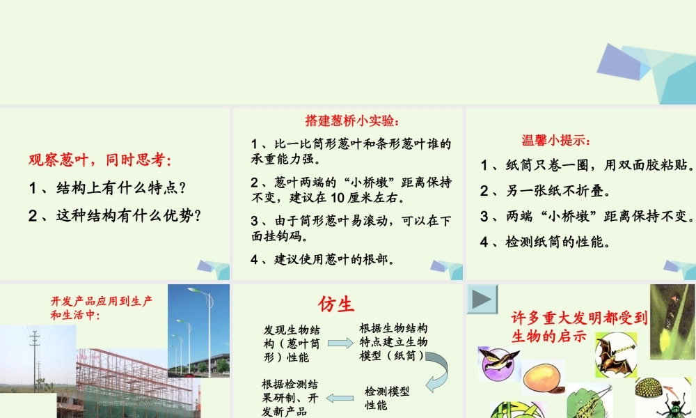 六年级科学上册 生物的启示课件4 青岛版-青岛版小学六年级上册自然科学课件