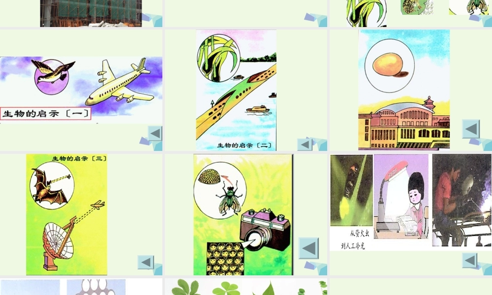 六年级科学上册 生物的启示课件4 青岛版-青岛版小学六年级上册自然科学课件