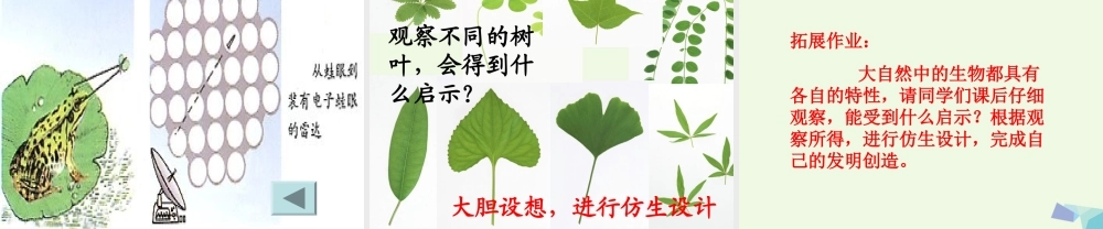 六年级科学上册 生物的启示课件4 青岛版-青岛版小学六年级上册自然科学课件