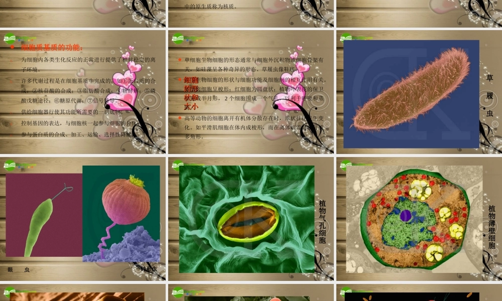 六年级科学下册 细胞课件 青岛版（三年级起点）