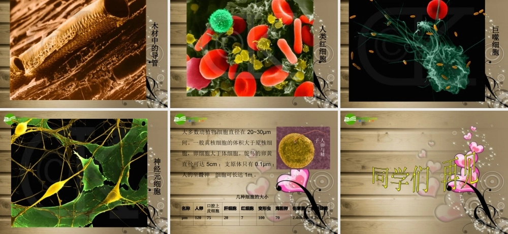 六年级科学下册 细胞课件 青岛版（三年级起点）