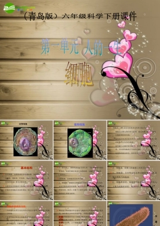 六年级科学下册 细胞课件 青岛版（三年级起点）