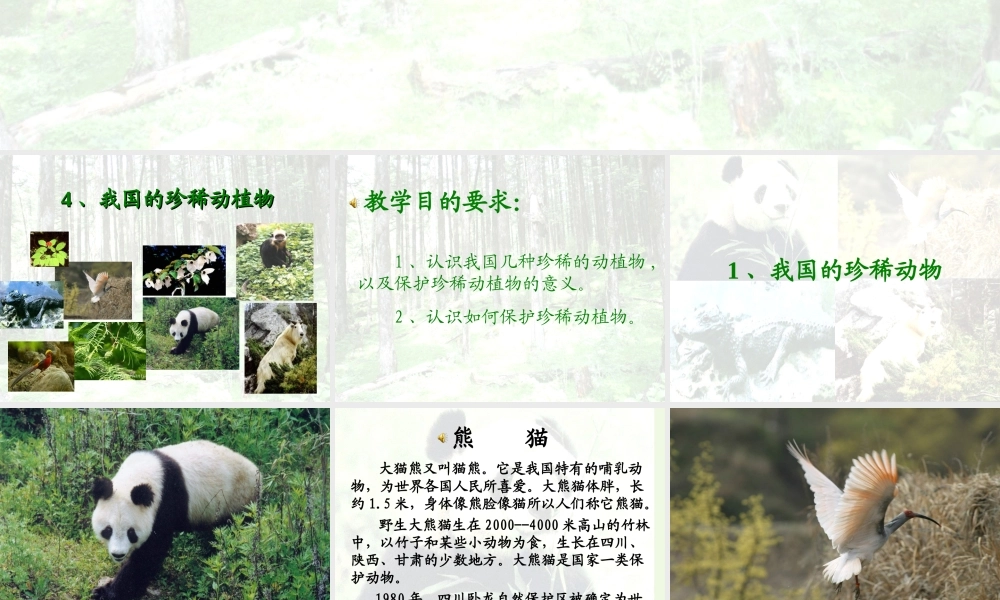 六年级科学上册 珍稀动植物课件1 青岛版-青岛版小学六年级上册自然科学课件