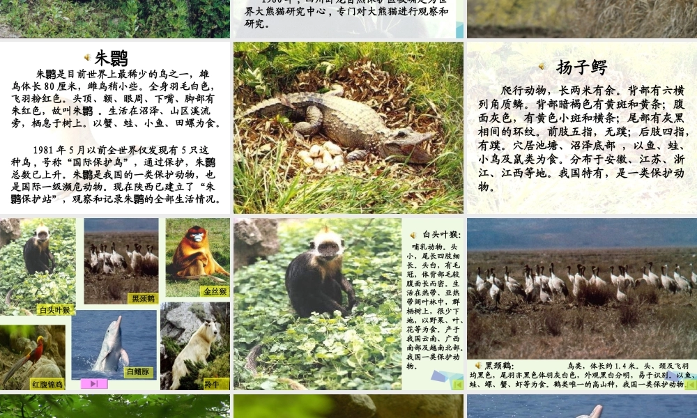 六年级科学上册 珍稀动植物课件1 青岛版-青岛版小学六年级上册自然科学课件