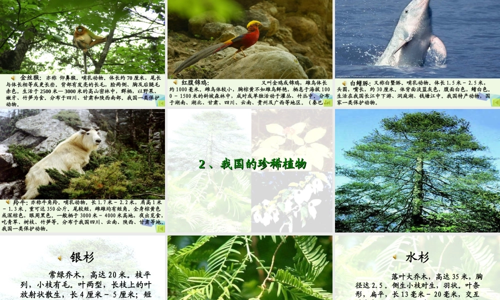 六年级科学上册 珍稀动植物课件1 青岛版-青岛版小学六年级上册自然科学课件