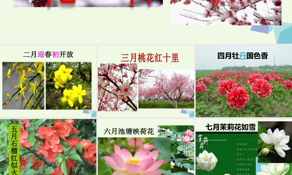 六年级语文上册 中国的花课件1 鄂教版-鄂教版小学六年级上册语文课件