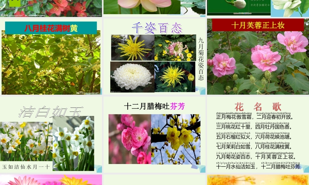 六年级语文上册 中国的花课件1 鄂教版-鄂教版小学六年级上册语文课件