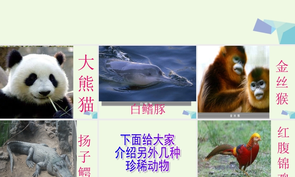 六年级科学上册 珍稀动植物课件2 青岛版-青岛版小学六年级上册自然科学课件