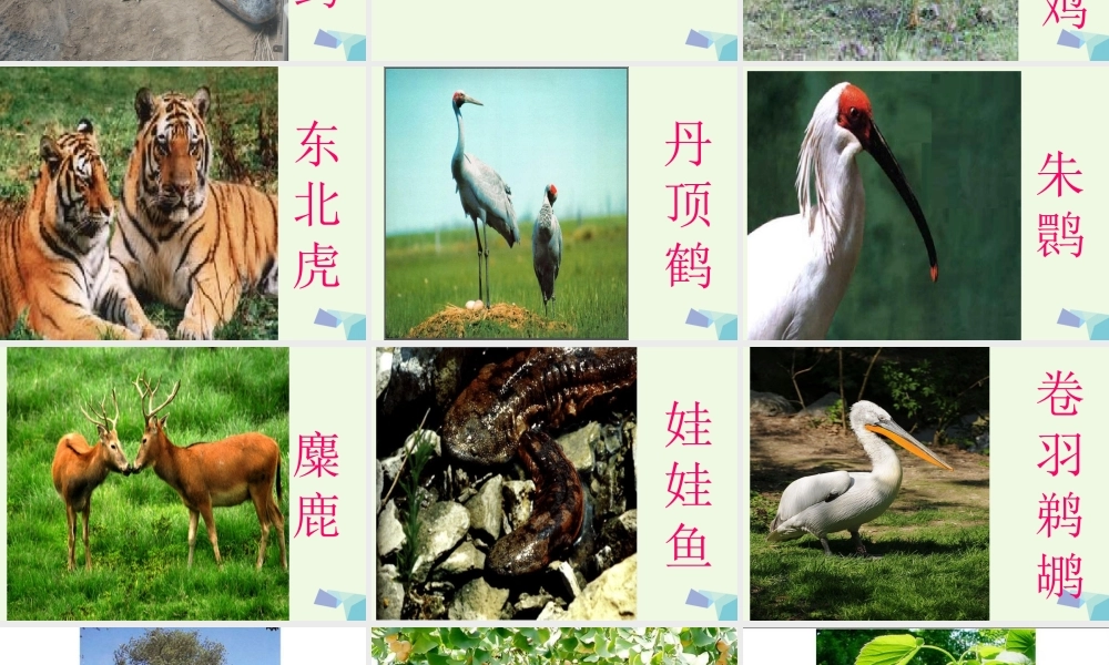 六年级科学上册 珍稀动植物课件2 青岛版-青岛版小学六年级上册自然科学课件