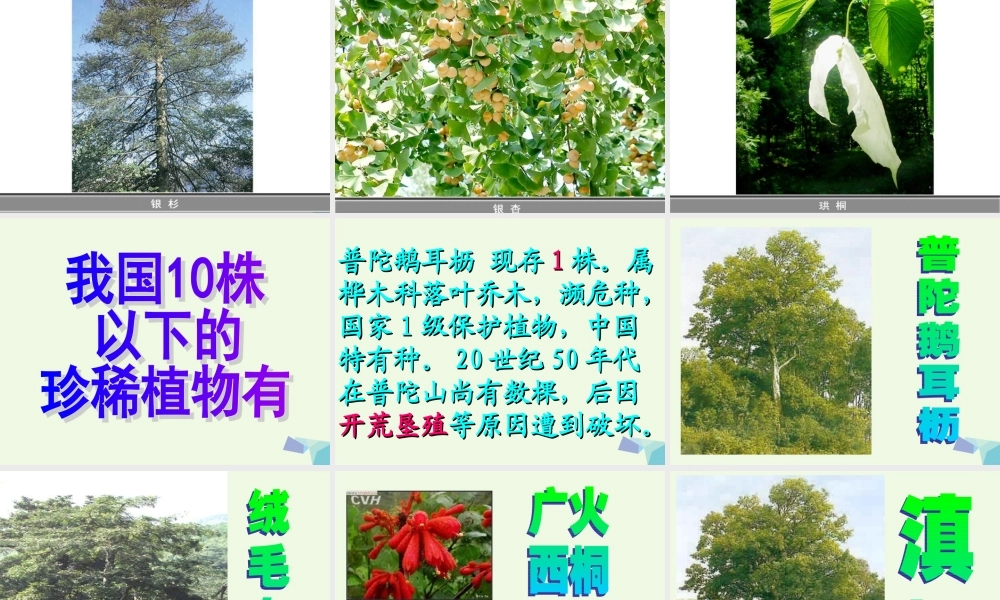 六年级科学上册 珍稀动植物课件2 青岛版-青岛版小学六年级上册自然科学课件