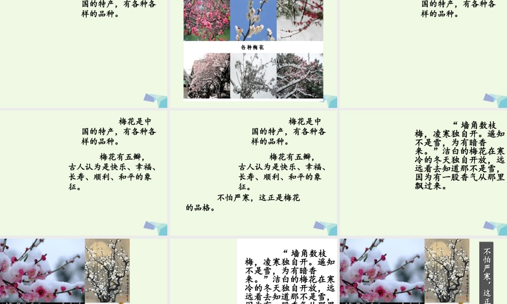 六年级语文上册 中国的花课件2 鄂教版-鄂教版小学六年级上册语文课件