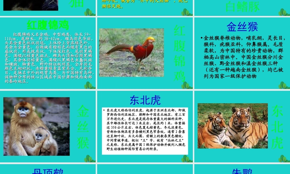 六年级科学上册 珍稀动植物课件4 青岛版-青岛版小学六年级上册自然科学课件