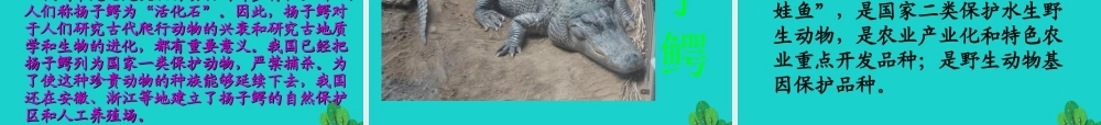 六年级科学上册 珍稀动植物课件4 青岛版-青岛版小学六年级上册自然科学课件
