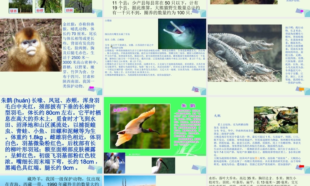 六年级科学上册 珍稀动植物课件5 青岛版-青岛版小学六年级上册自然科学课件