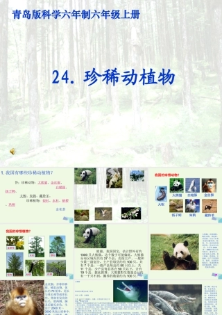 六年级科学上册 珍稀动植物课件5 青岛版-青岛版小学六年级上册自然科学课件