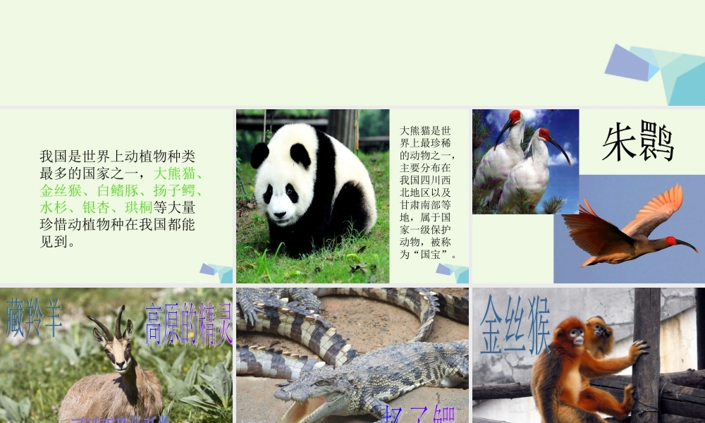 六年级科学上册 珍稀动植物课件6 青岛版-青岛版小学六年级上册自然科学课件