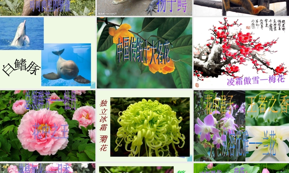 六年级科学上册 珍稀动植物课件6 青岛版-青岛版小学六年级上册自然科学课件