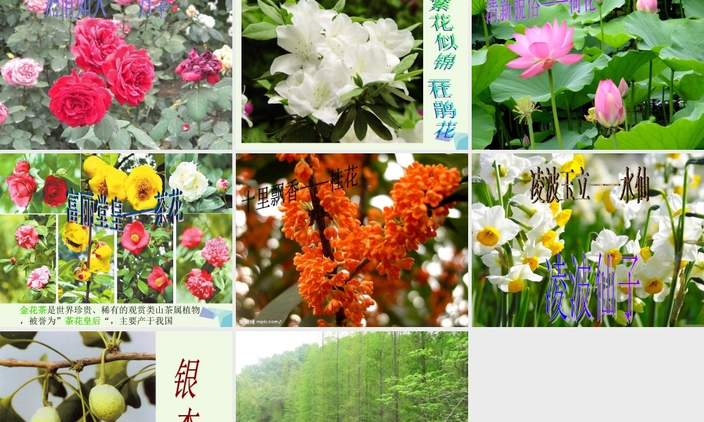 六年级科学上册 珍稀动植物课件6 青岛版-青岛版小学六年级上册自然科学课件