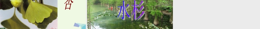 六年级科学上册 珍稀动植物课件6 青岛版-青岛版小学六年级上册自然科学课件