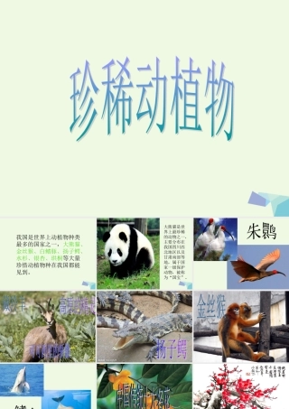 六年级科学上册 珍稀动植物课件6 青岛版-青岛版小学六年级上册自然科学课件