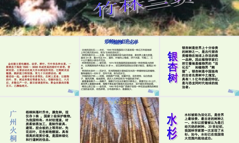 六年级科学上册 珍稀动植物课件7 青岛版-青岛版小学六年级上册自然科学课件