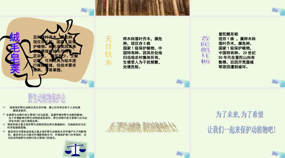 六年级科学上册 珍稀动植物课件7 青岛版-青岛版小学六年级上册自然科学课件