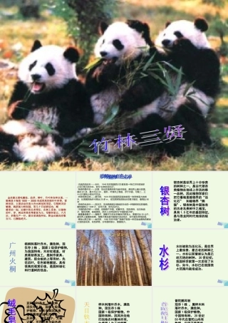 六年级科学上册 珍稀动植物课件7 青岛版-青岛版小学六年级上册自然科学课件