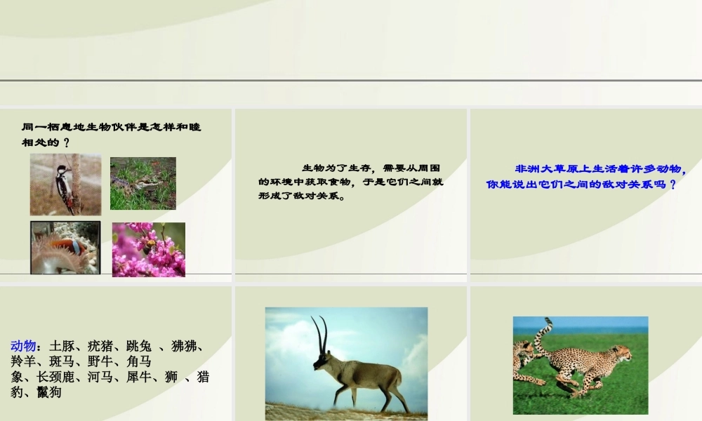 六年级科学下册 寻找生物的家园 1课件 苏教版