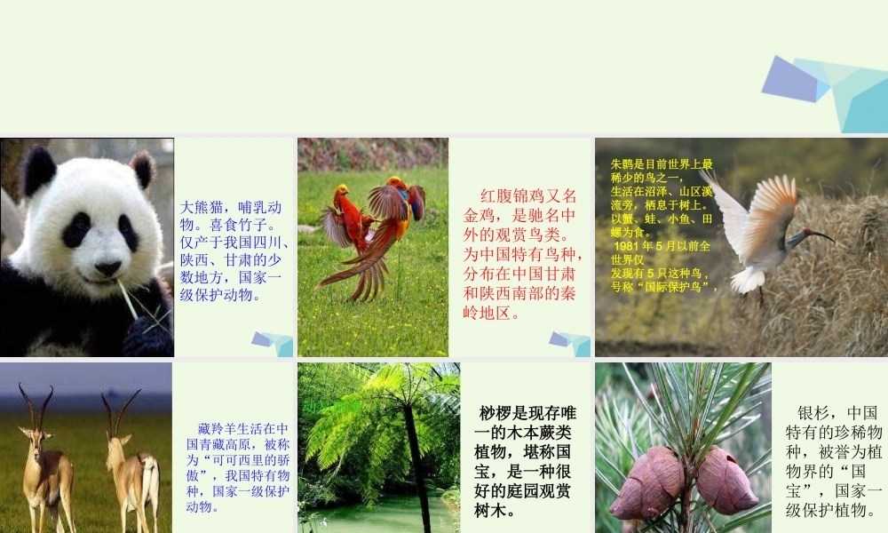 六年级科学上册 珍稀动植物课件8 青岛版-青岛版小学六年级上册自然科学课件