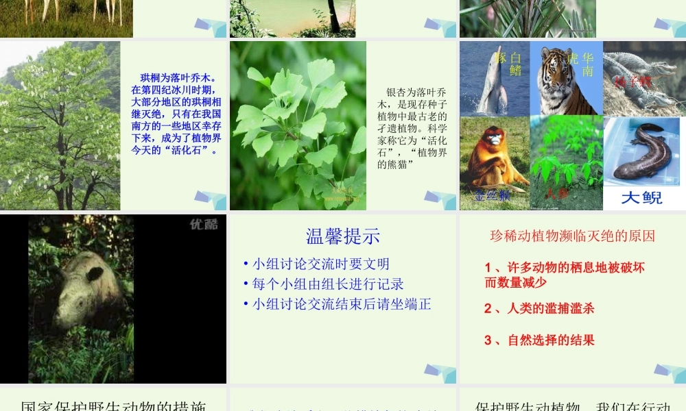 六年级科学上册 珍稀动植物课件8 青岛版-青岛版小学六年级上册自然科学课件