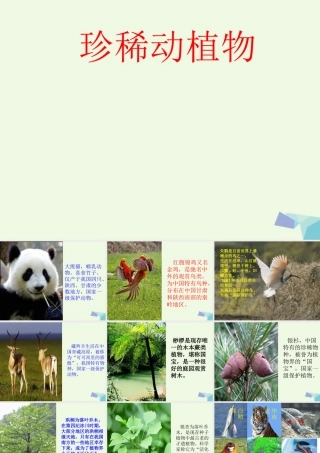 六年级科学上册 珍稀动植物课件8 青岛版-青岛版小学六年级上册自然科学课件