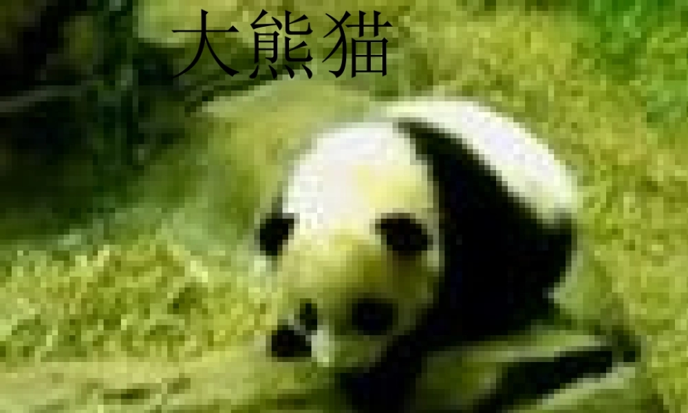 六年级科学上册 珍稀动植物课件9 青岛版-青岛版小学六年级上册自然科学课件