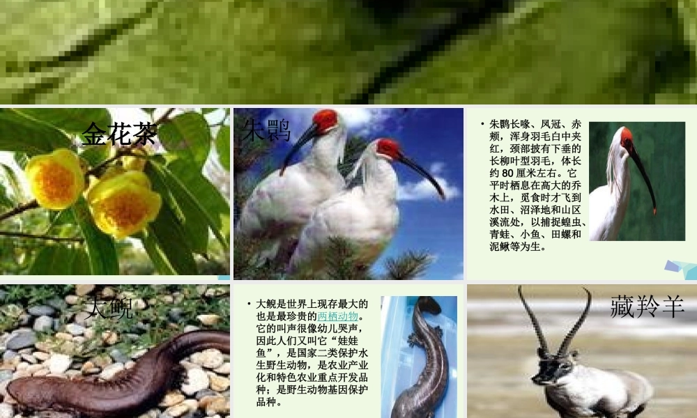 六年级科学上册 珍稀动植物课件9 青岛版-青岛版小学六年级上册自然科学课件
