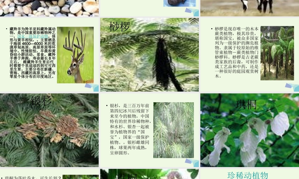 六年级科学上册 珍稀动植物课件9 青岛版-青岛版小学六年级上册自然科学课件