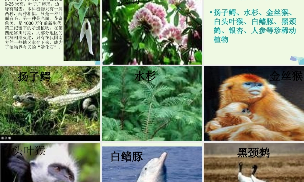 六年级科学上册 珍稀动植物课件9 青岛版-青岛版小学六年级上册自然科学课件