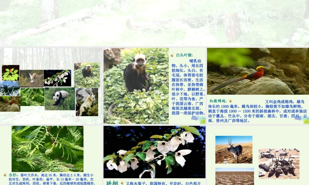 六年级科学上册 珍稀动植物课件10 青岛版-青岛版小学六年级上册自然科学课件