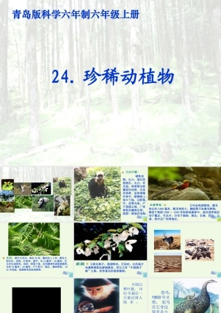 六年级科学上册 珍稀动植物课件10 青岛版-青岛版小学六年级上册自然科学课件