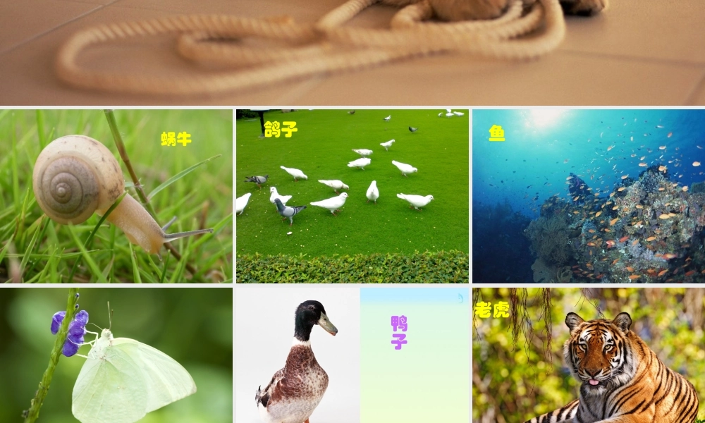 六年级科学上册 种类繁多的动物 1课件 教科版