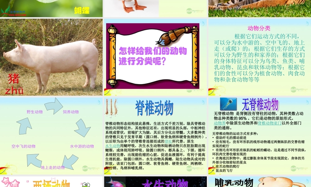 六年级科学上册 种类繁多的动物 1课件 教科版