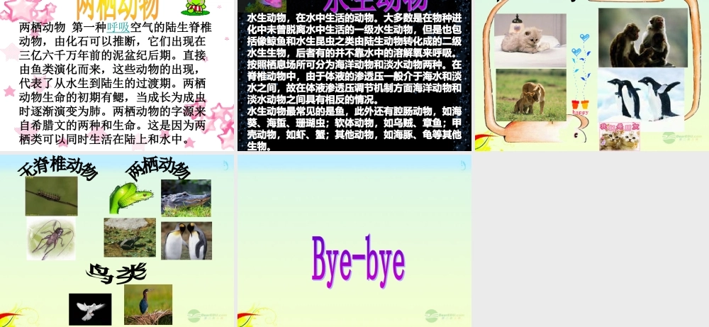 六年级科学上册 种类繁多的动物 1课件 教科版