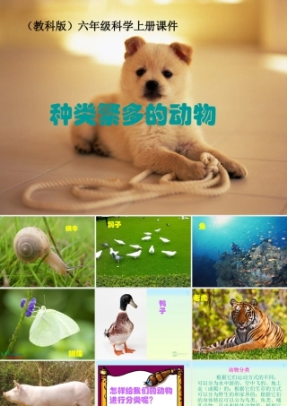 六年级科学上册 种类繁多的动物 1课件 教科版