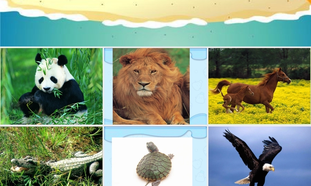 六年级科学上册 种类繁多的动物课件 冀教版