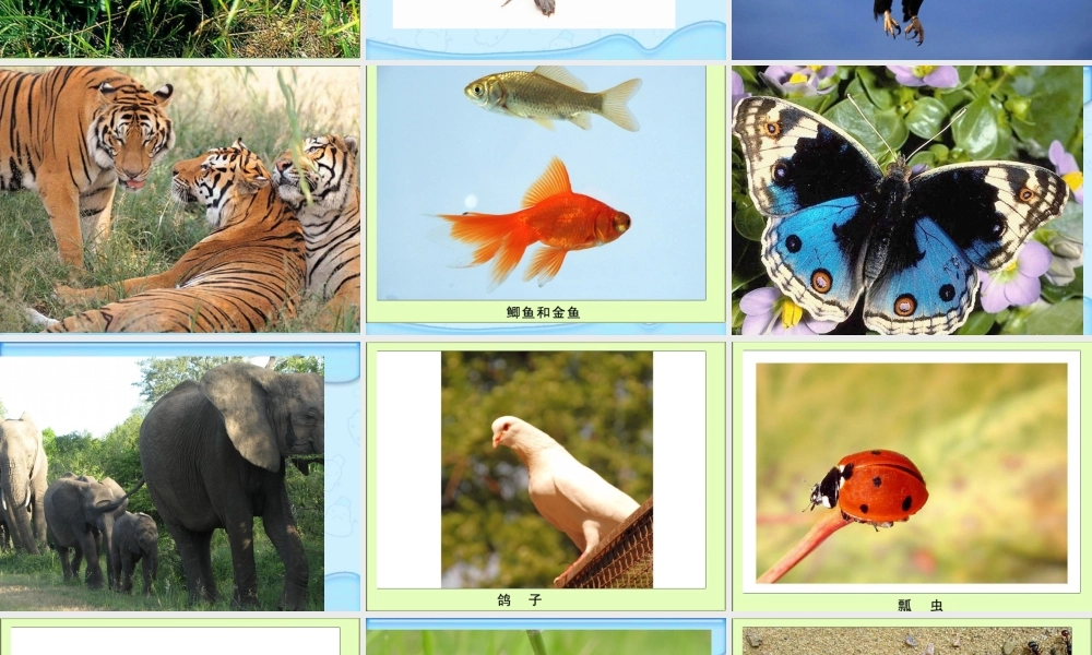 六年级科学上册 种类繁多的动物课件 冀教版