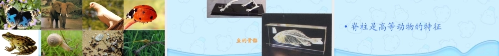 六年级科学上册 种类繁多的动物课件 冀教版