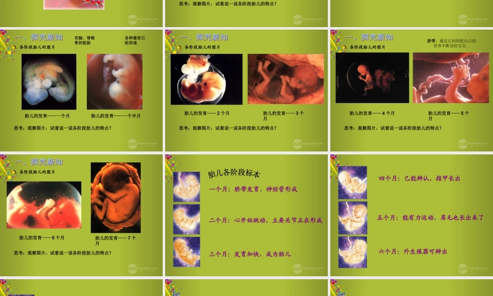 六年级科学下册《我从哪里来》课件3 青岛版