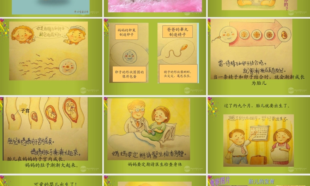 六年级科学下册《我从哪里来》课件4 青岛版