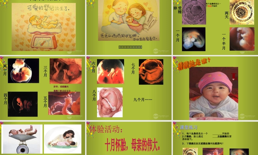 六年级科学下册《我从哪里来》课件4 青岛版